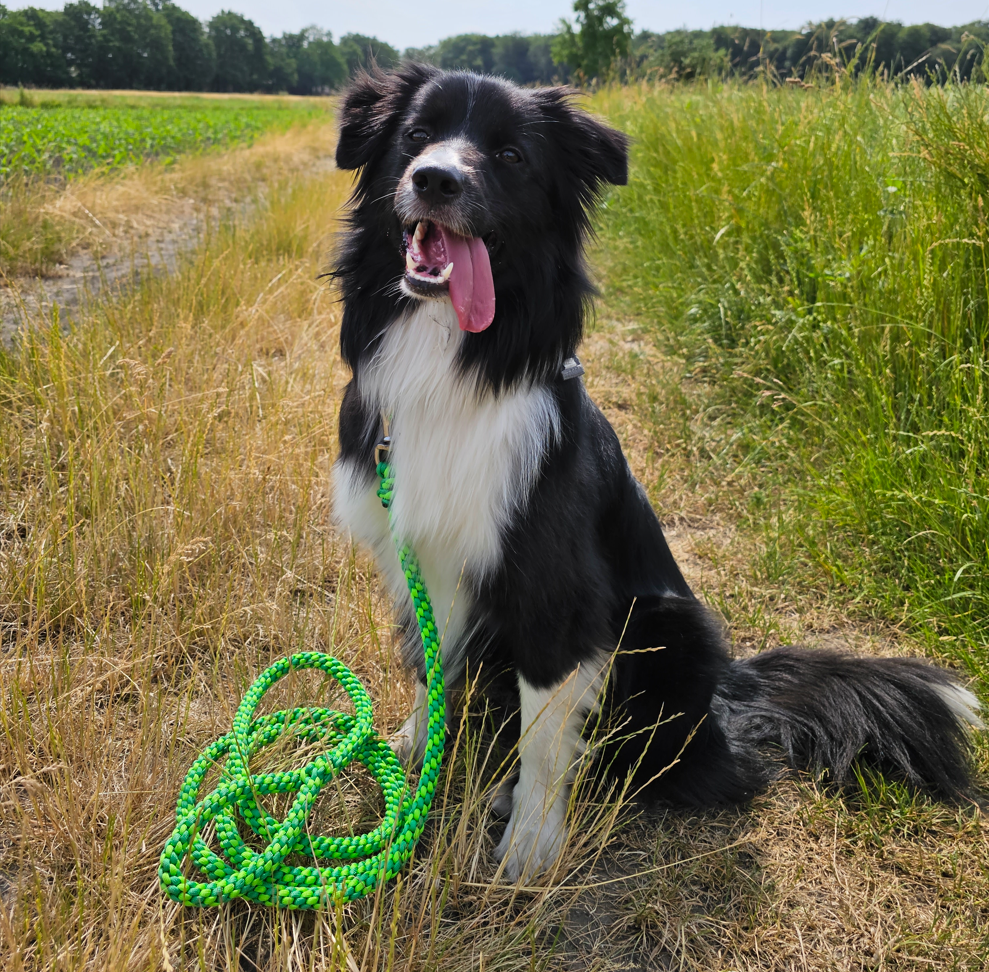 lammfell hundebett Belpo Schaffell-Hundekorb kaufen main image 1